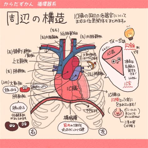 心底 位置|心臓のしくみとはたらき 